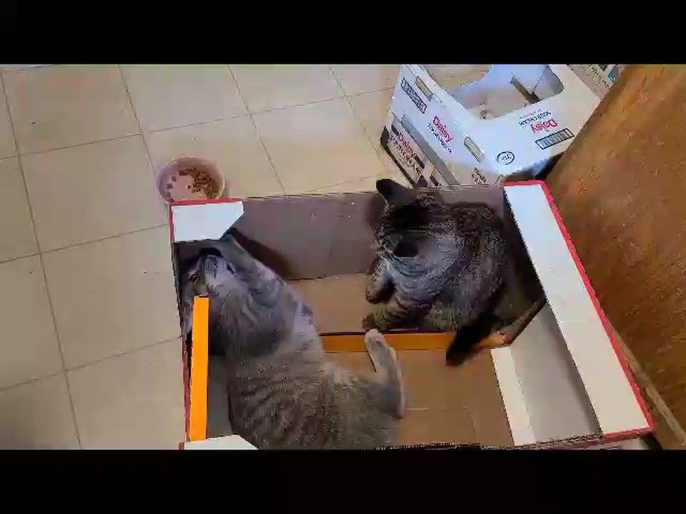 Enlarge Gale & Haymitch (Bonded Pair), a Adoptable Domestic Short Hair in Fitchburg, WI video 4/4