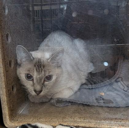 Enlarge Trixie, a Adoptable mixed breed in Missoula, MT image 1/1