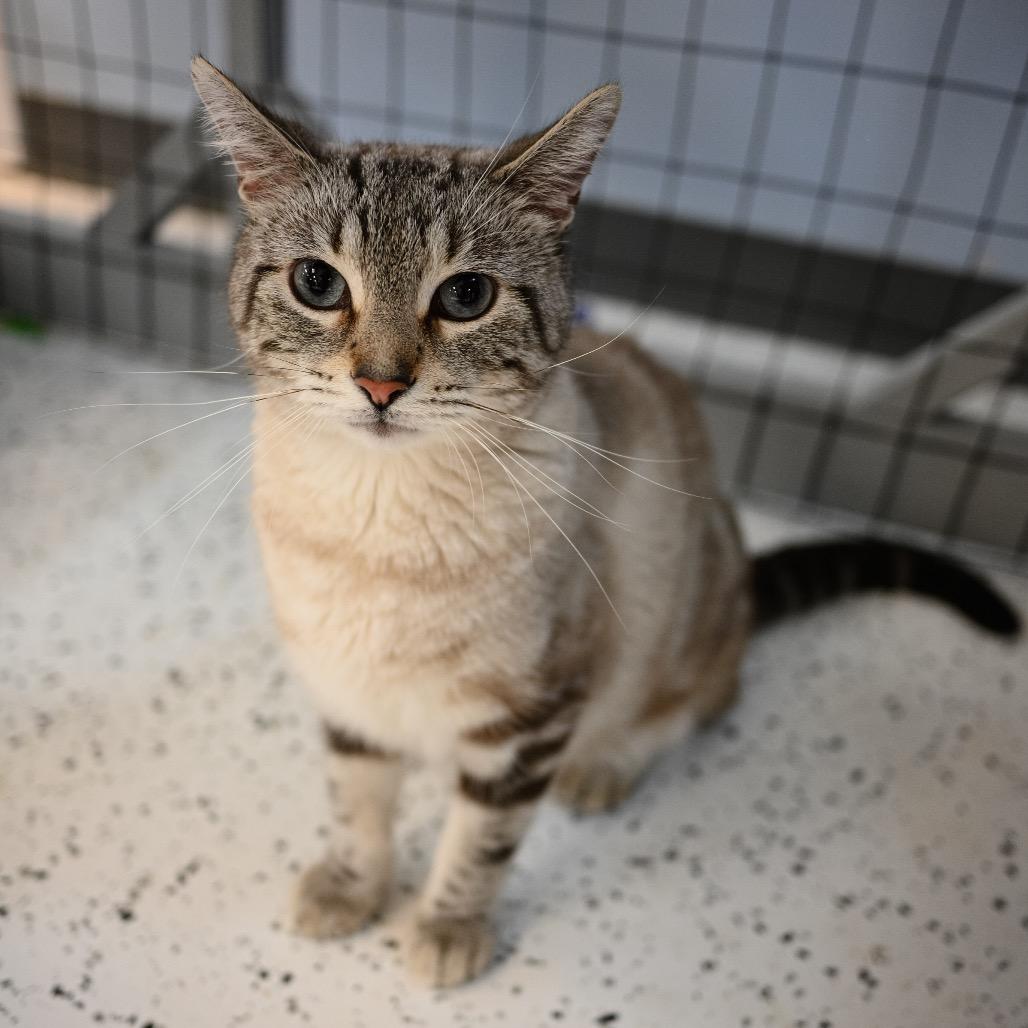 Russell, Adoptable, Adult Male Siamese & Domestic Short Hair.