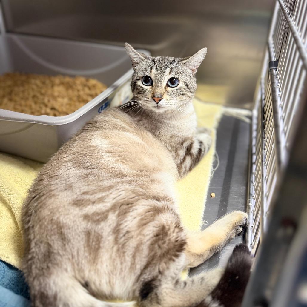 Enlarge Russell, a Adoptable mixed breed in Portage, MI image 2/2