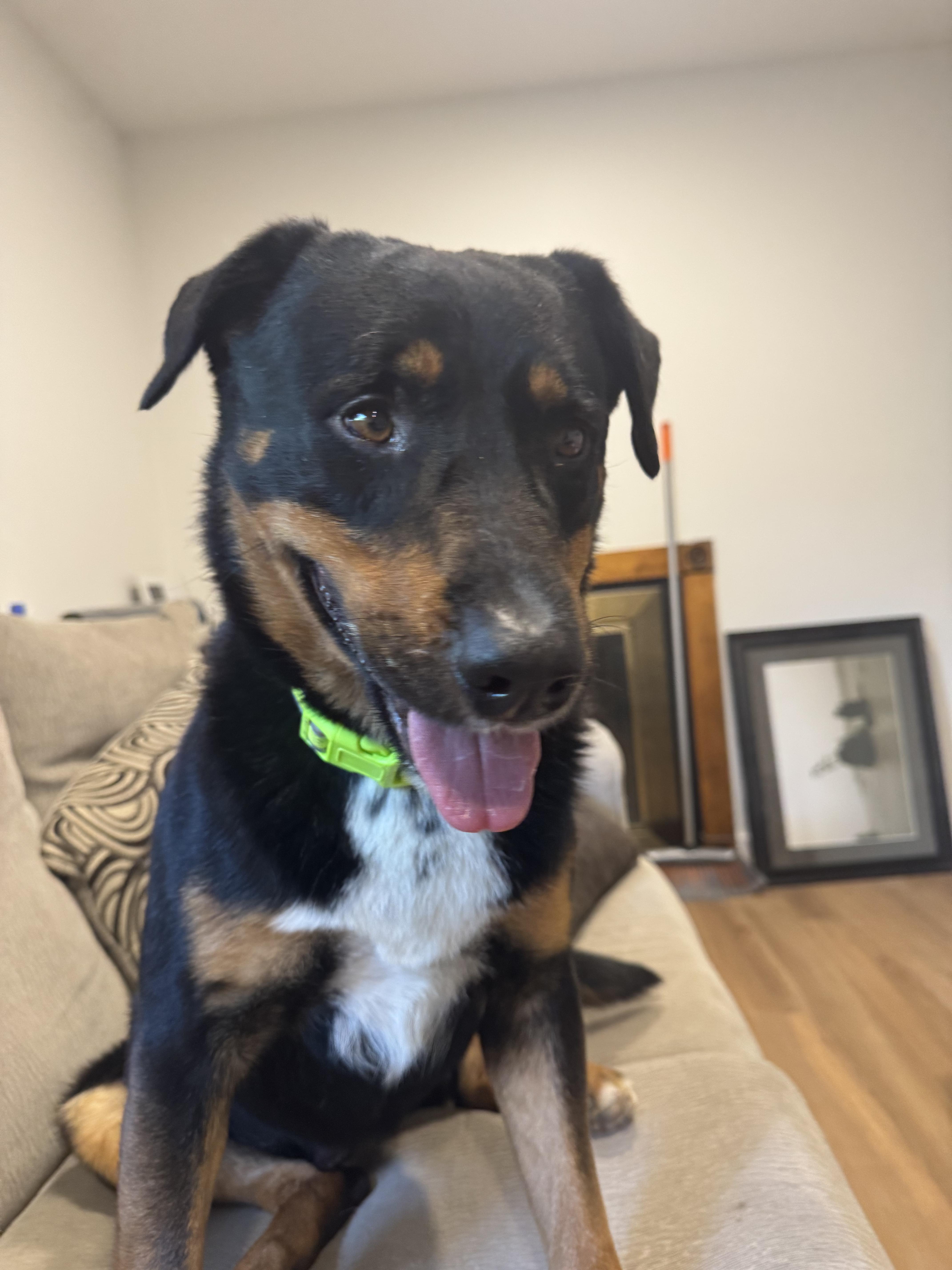 Enlarge Ronnie, a Adoptable mixed breed in Boulder, CO image 2/5