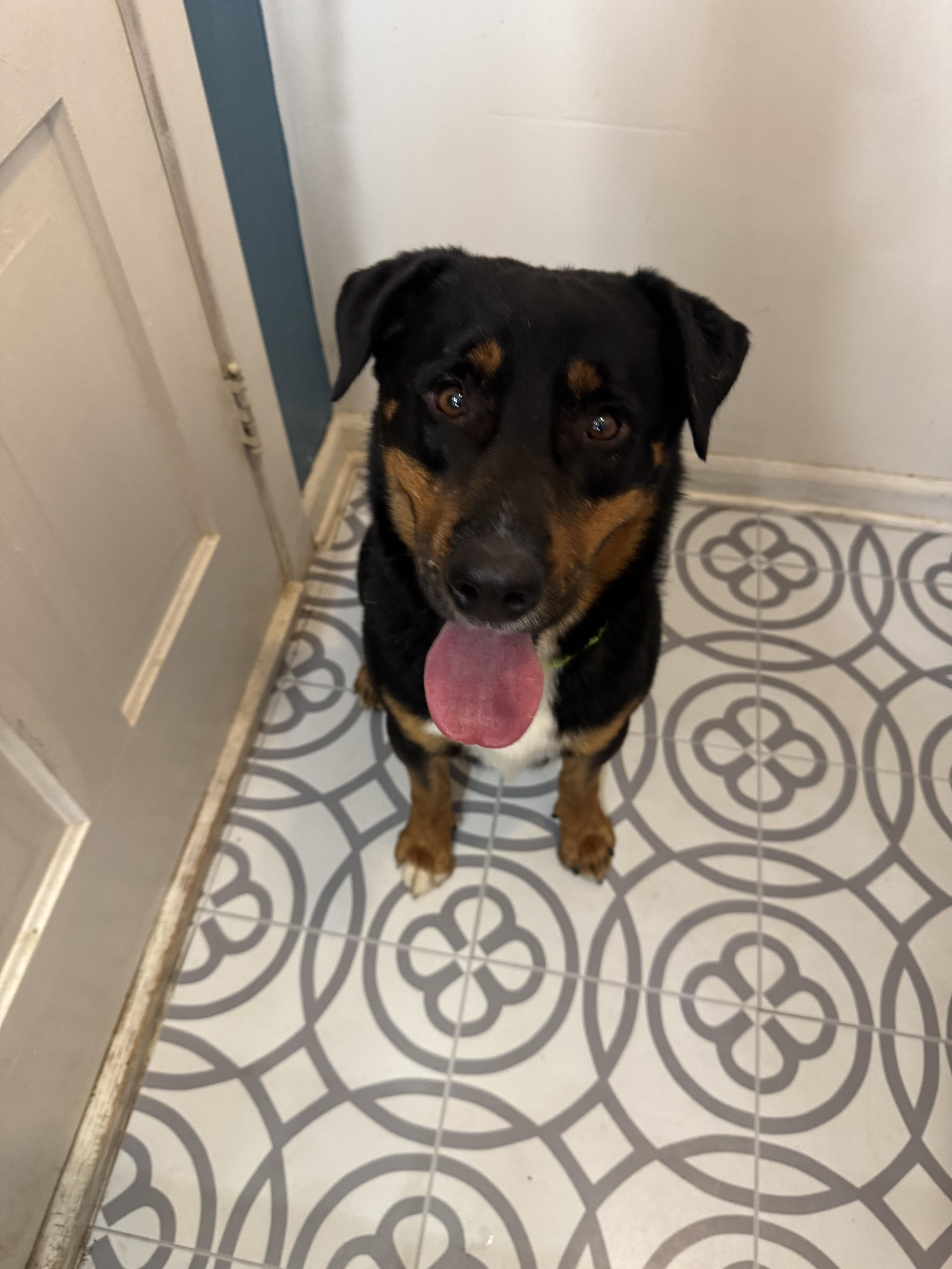 Enlarge Ronnie, a Adoptable mixed breed in Boulder, CO image 3/5