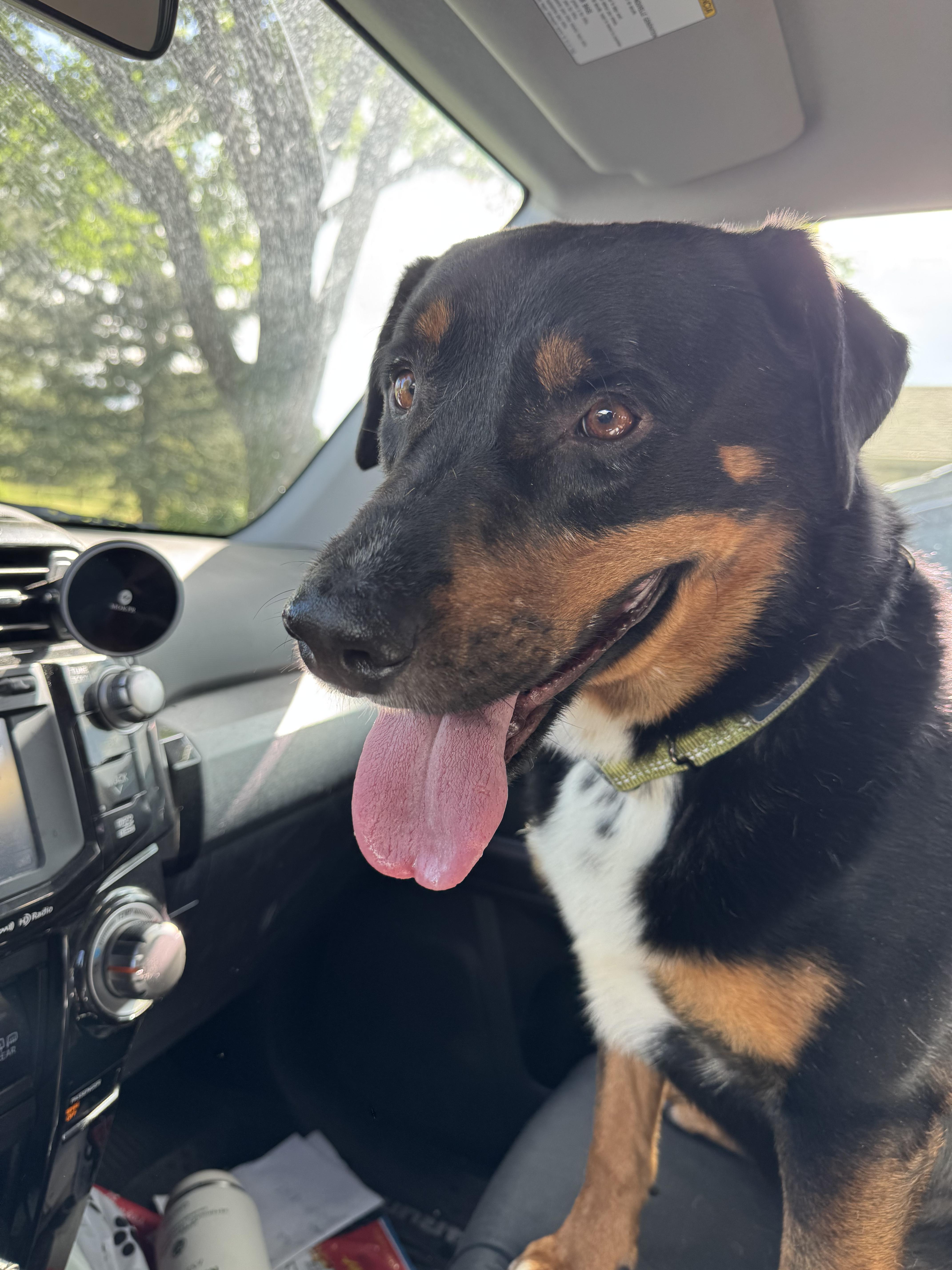 Enlarge Ronnie, a Adoptable mixed breed in Boulder, CO image 1/5