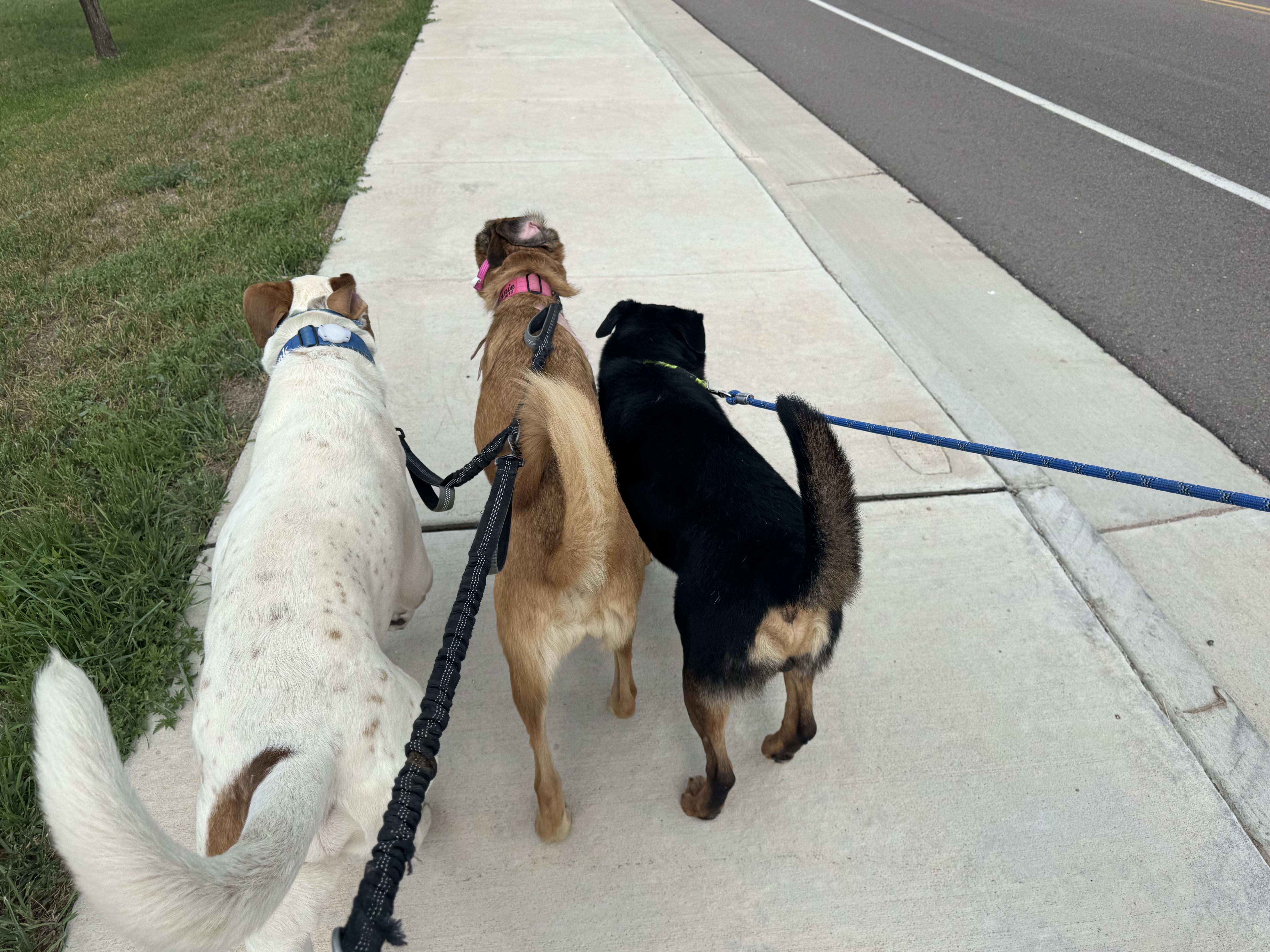 Enlarge Ronnie, a Adoptable mixed breed in Boulder, CO image 4/5