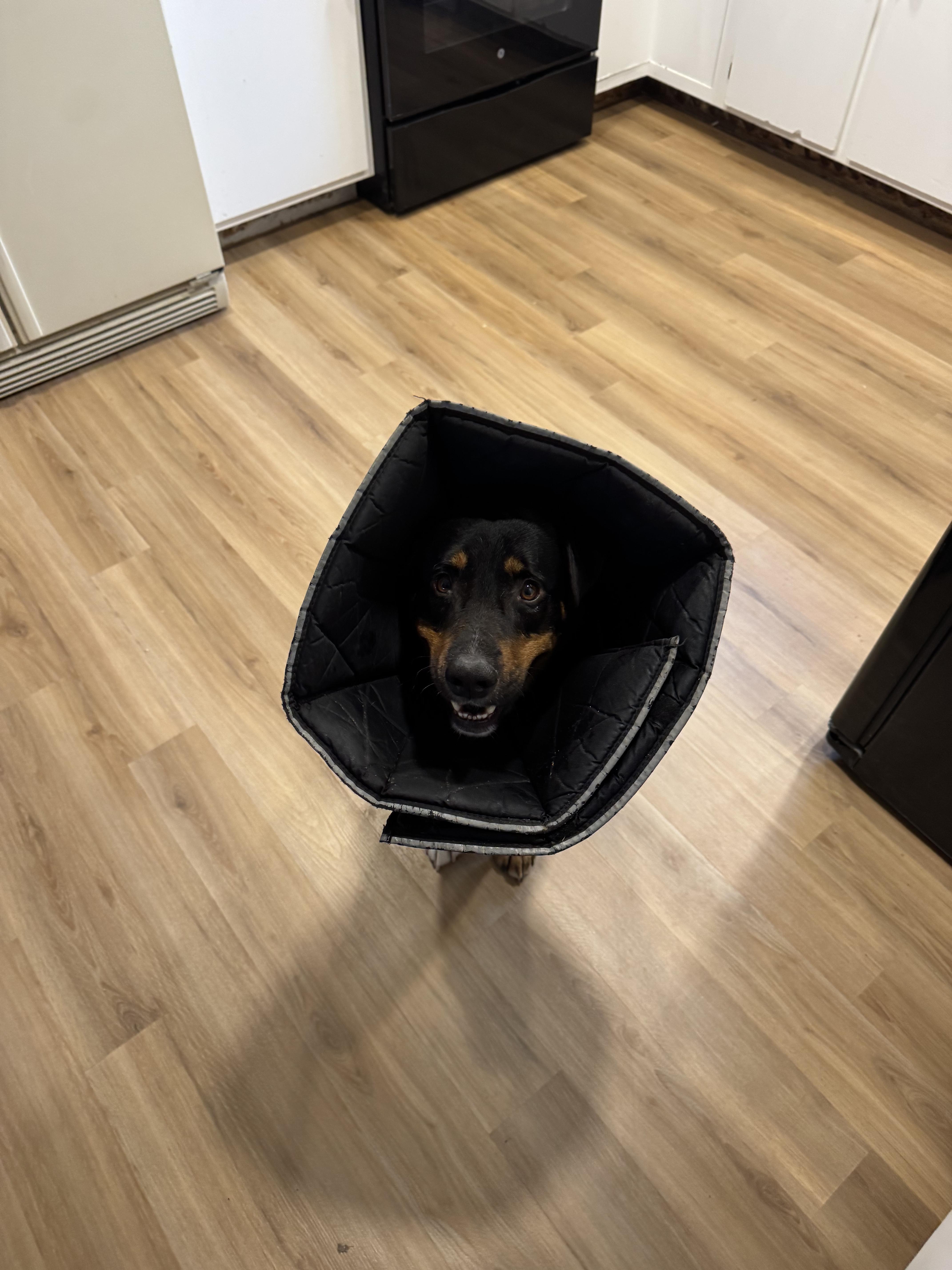 Enlarge Ronnie, a Adoptable mixed breed in Boulder, CO image 5/5