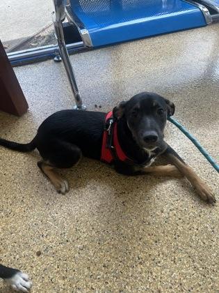 Enlarge LONDON FOSTER, a Adoptable mixed breed in Houston, TX image 1/3