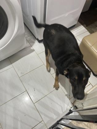 Enlarge LONDON FOSTER, a Adoptable mixed breed in Houston, TX image 3/3