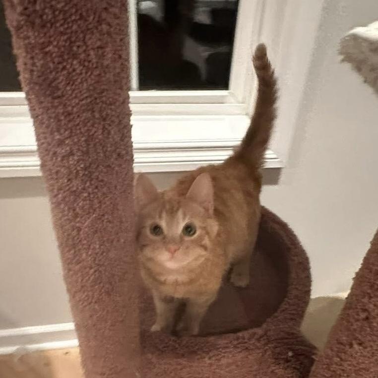 Mickey Roni, Adoptable, Kitten Male Domestic Short Hair.