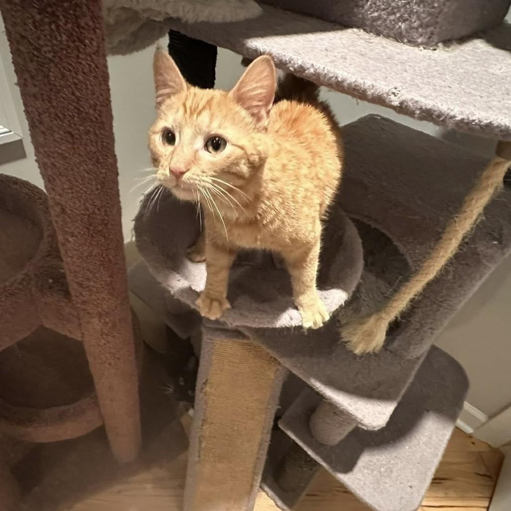 Enlarge Mickey Roni, a Adoptable Domestic Short Hair in SLIPPERY ROCK, PA image 2/3