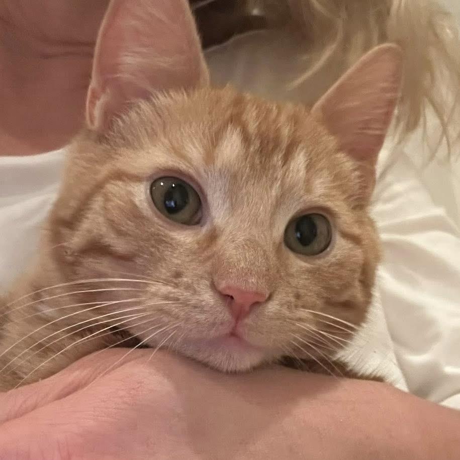 Enlarge Mickey Roni, a Adoptable Domestic Short Hair in SLIPPERY ROCK, PA image 3/3