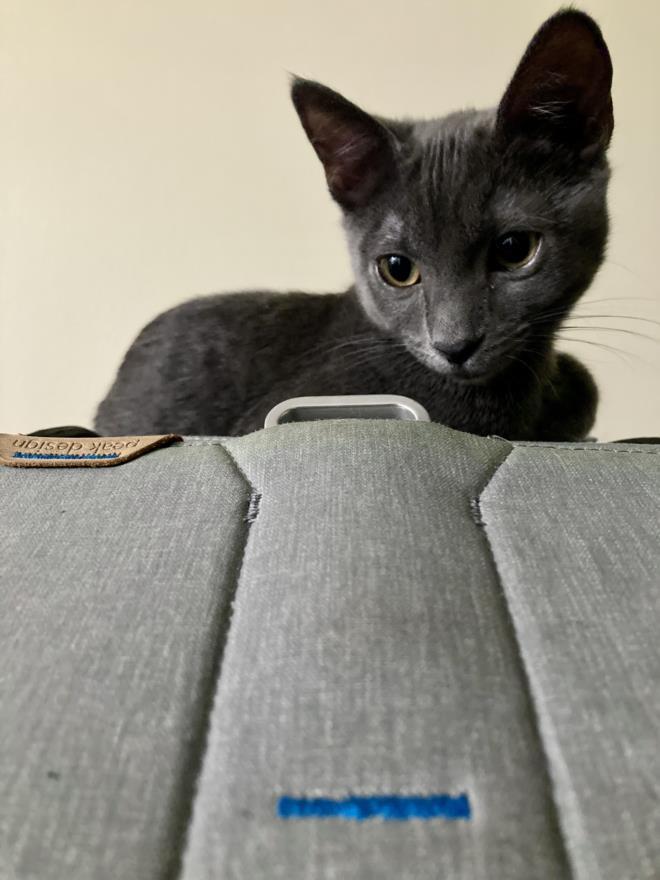 CHRISSY, Adoptable, Adult Female Domestic Short Hair.