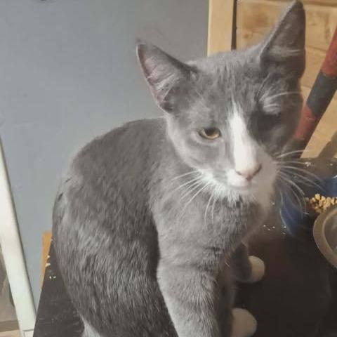 Gray, Adoptable, Young Male Domestic Short Hair.