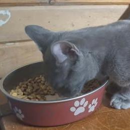 Gray, Adoptable, Young Male Domestic Short Hair.