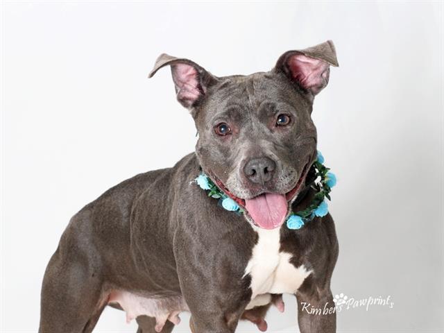 Enlarge BULMA, a Adoptable mixed breed in Omaha, NE image 1/1