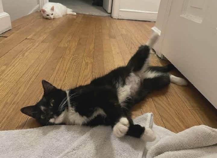 Enlarge Winnie, a ADOPTABLE Domestic Short Hair in Springfield, PA image 5/5