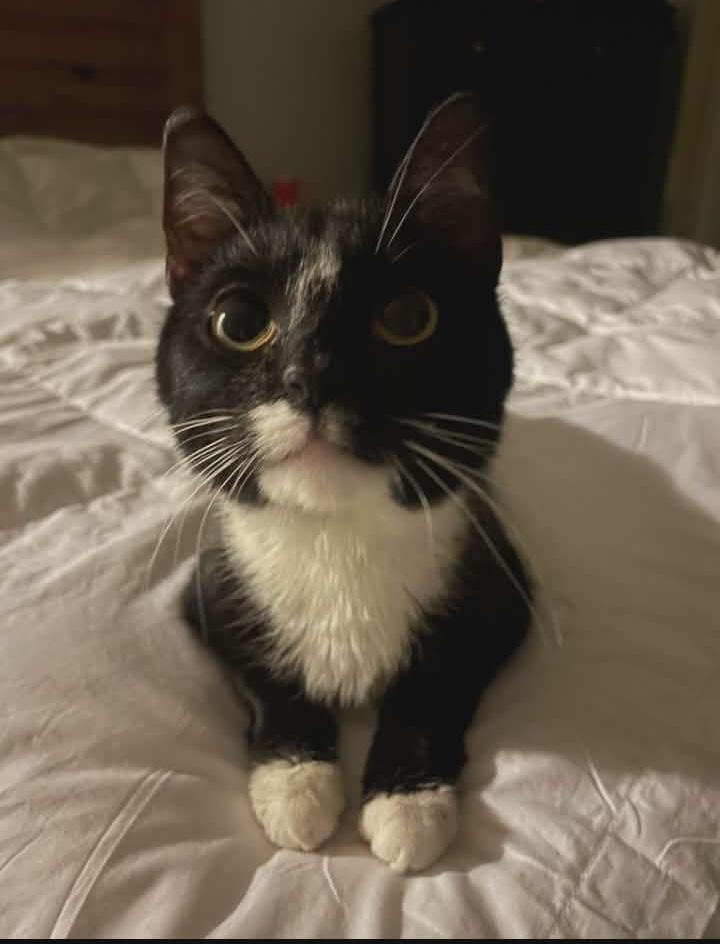 Enlarge Winnie, a ADOPTABLE Domestic Short Hair in Springfield, PA image 4/5