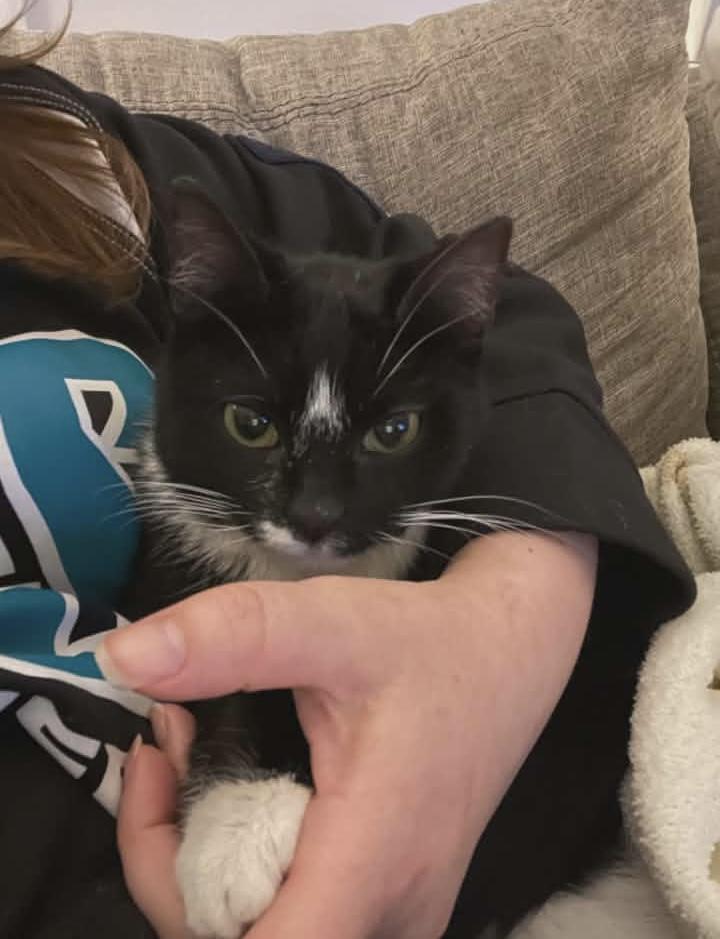 Enlarge Winnie, a ADOPTABLE Domestic Short Hair in Springfield, PA image 3/5