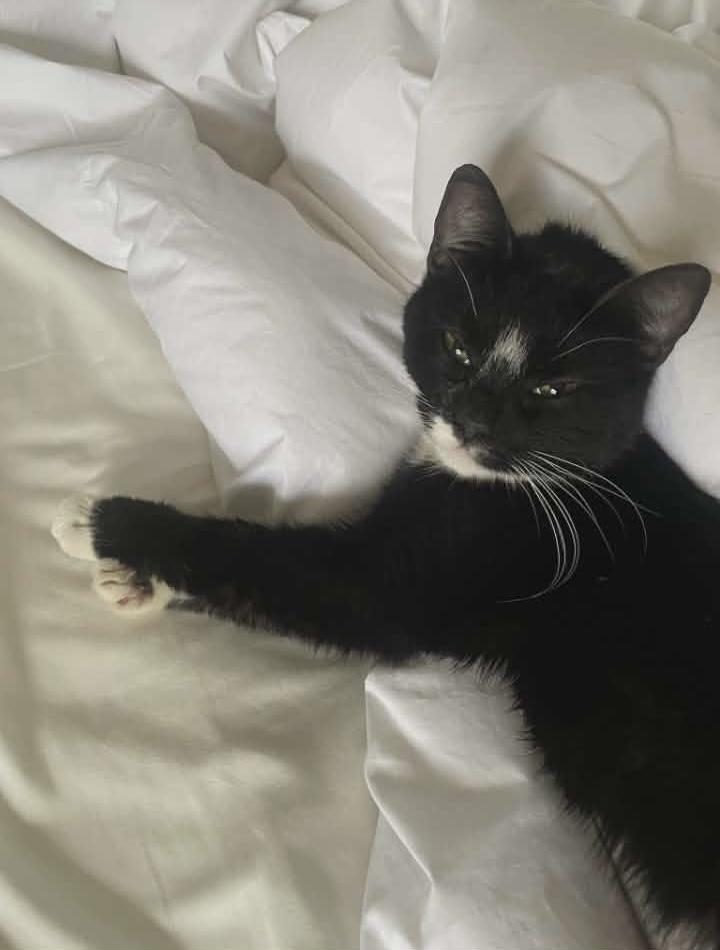 Enlarge Winnie, a ADOPTABLE Domestic Short Hair in Springfield, PA image 2/5