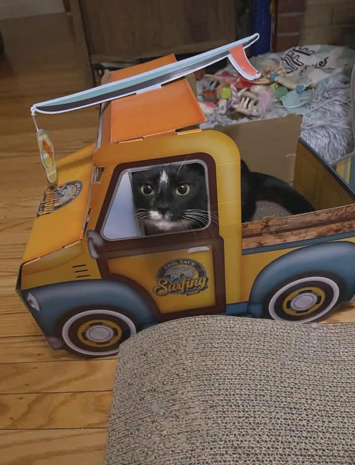 Enlarge Winnie, a ADOPTABLE Domestic Short Hair in Springfield, PA image 1/5