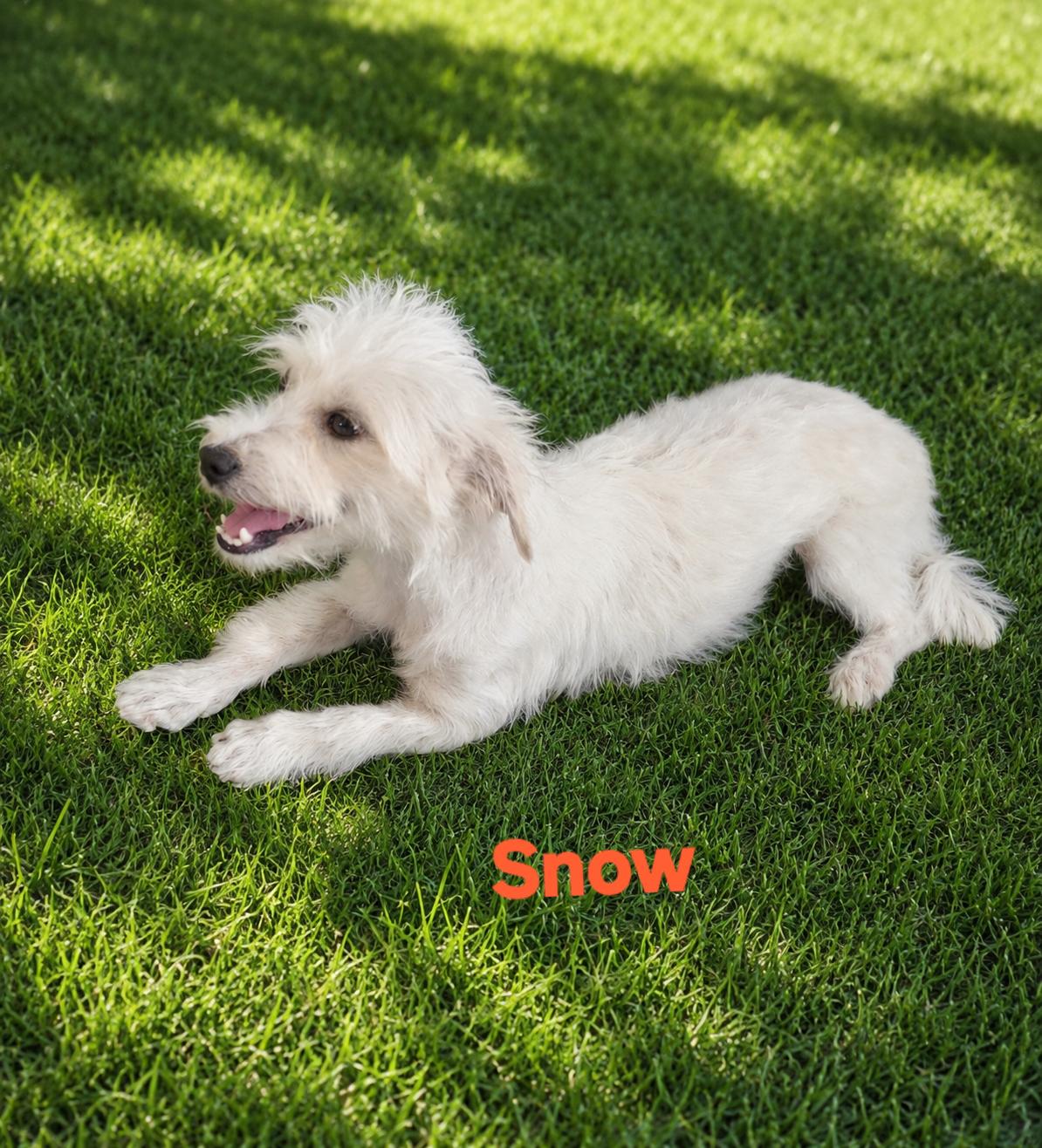 Enlarge Snow, an adopted mixed breed in New Port Richey, FL image 1/1