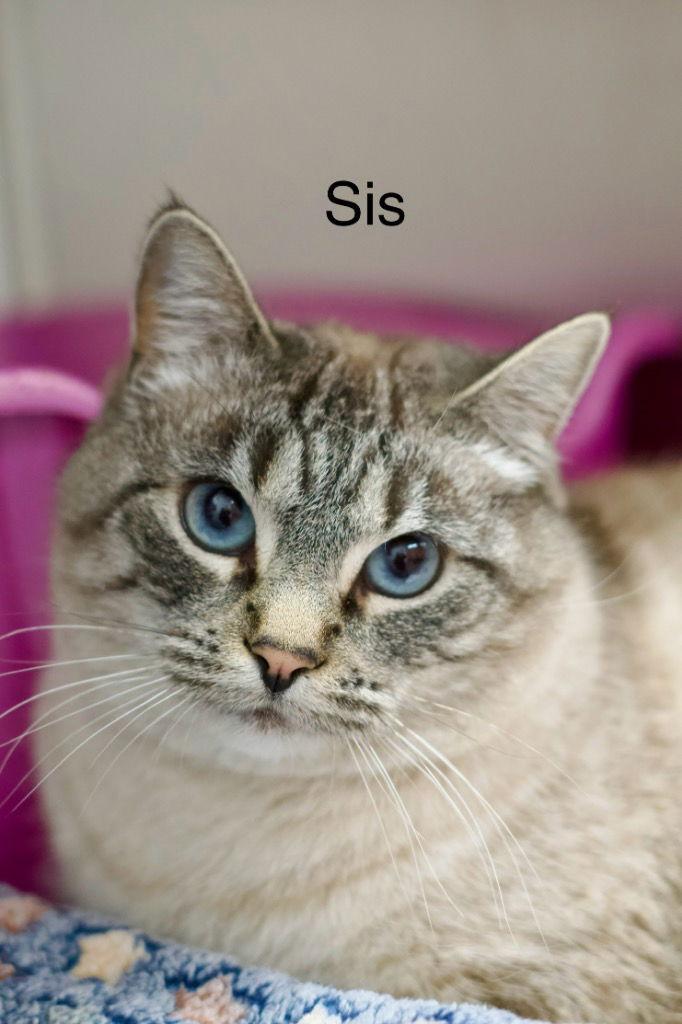 Enlarge Sis, a Adoptable Siamese in Saint George, UT image 1/2