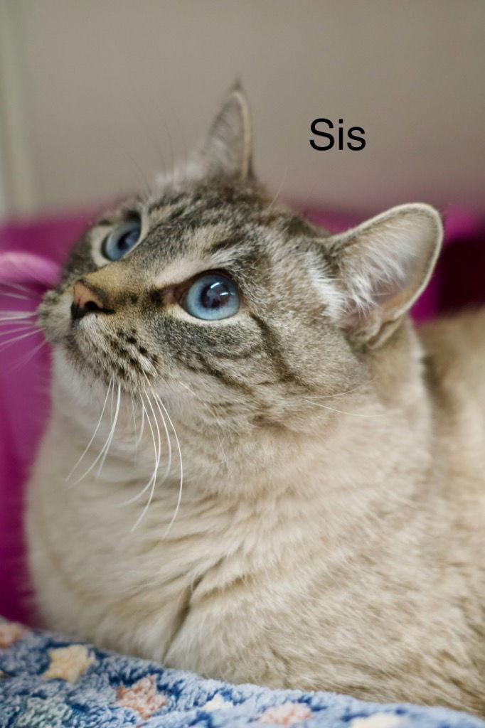 Enlarge Sis, a Adoptable Siamese in Saint George, UT image 2/2