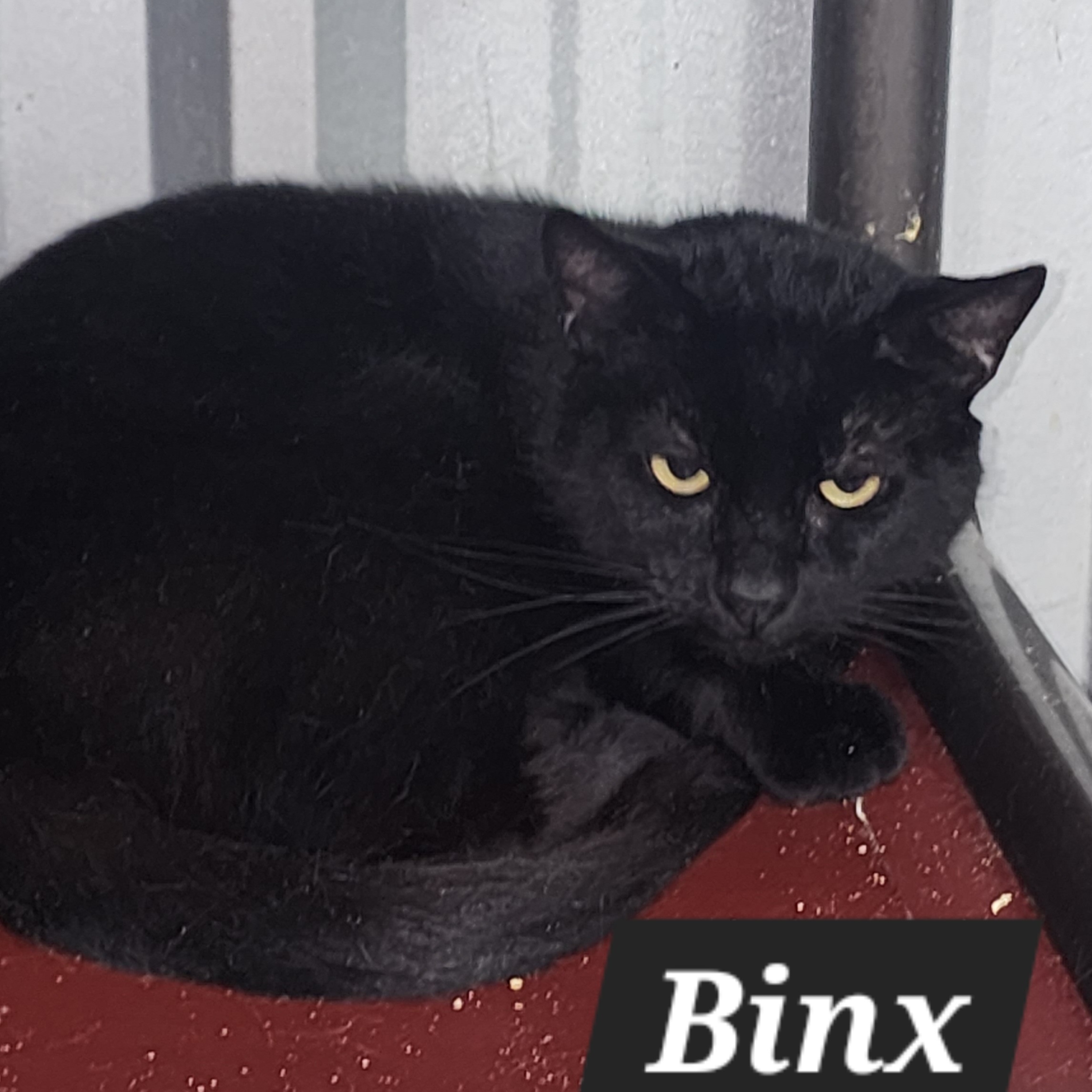 Enlarge Binx, a Adoptable Domestic Short Hair in Snow Hill, NC image 1/1