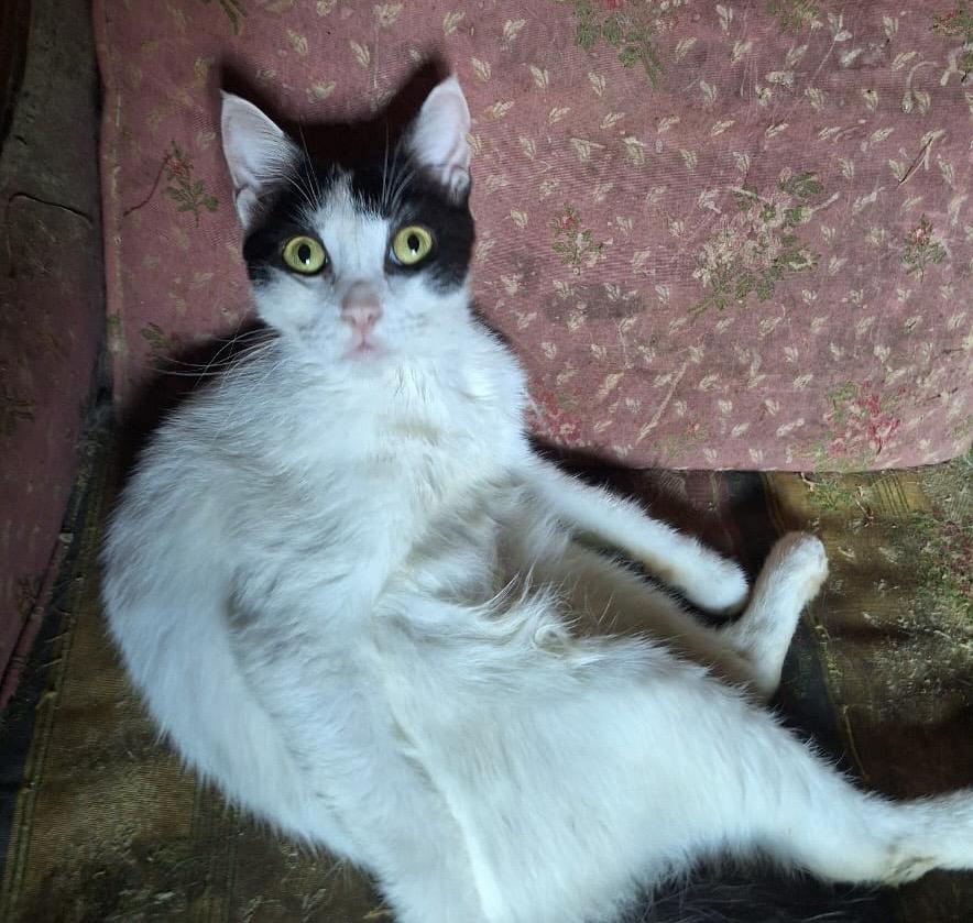 Enlarge Hobo, a Adoptable Tuxedo in Brampton, ON image 1/2