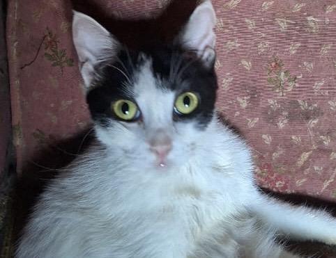 Enlarge Hobo, a Adoptable Tuxedo in Brampton, ON image 2/2