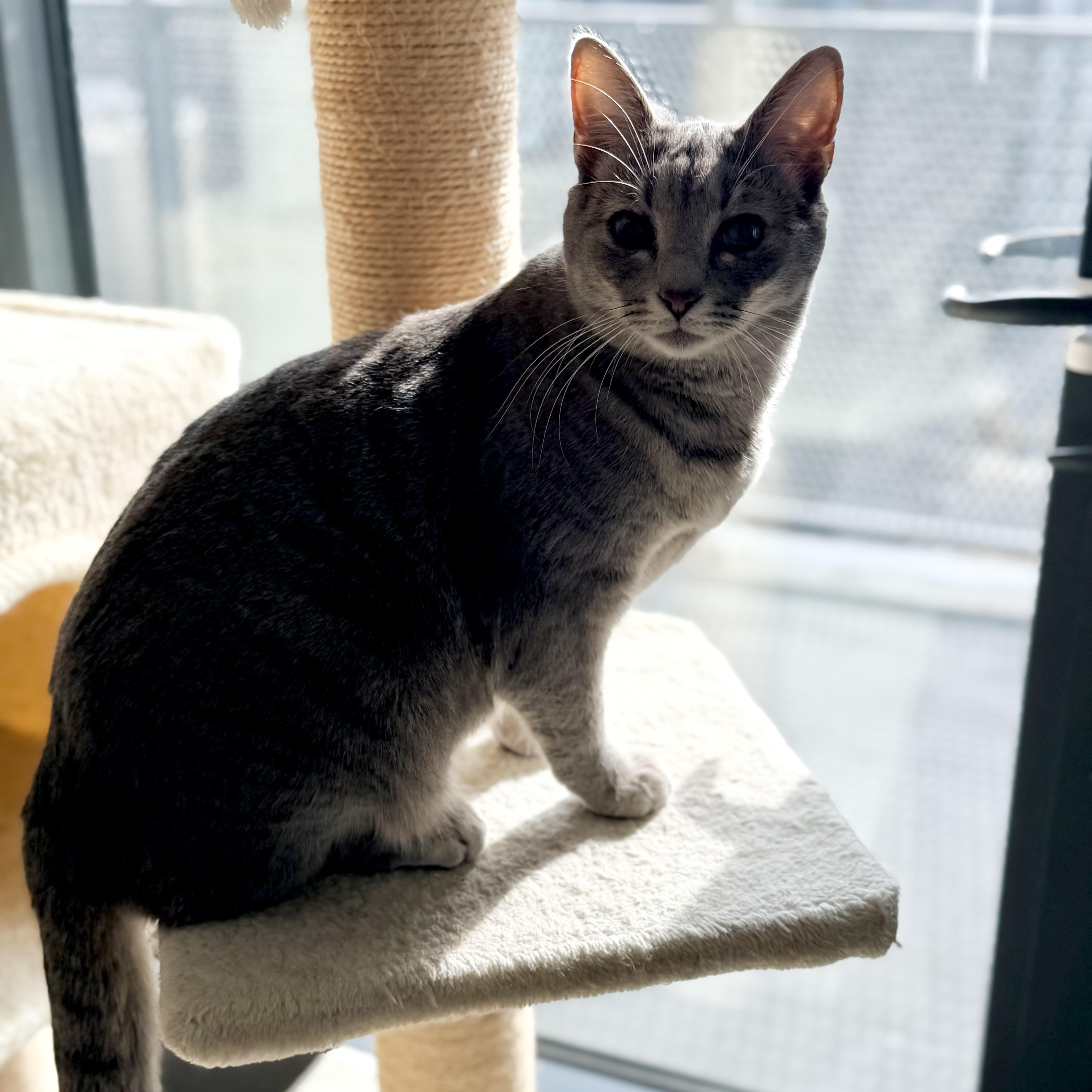 Enlarge Gazelle & Springbok (bonded pair), a Adoptable Domestic Short Hair in Alexandria, VA image 6/6