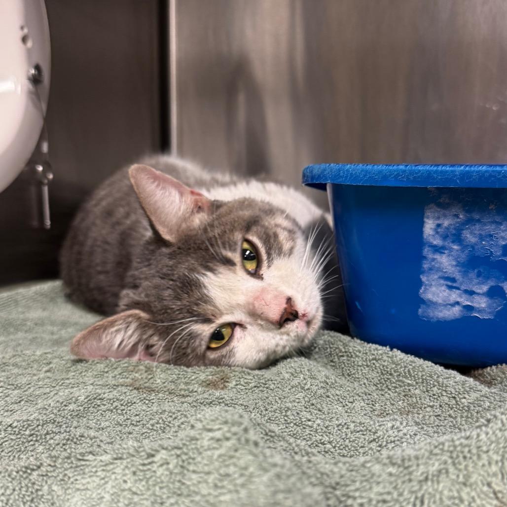 Cat Burglar, a Adoptable mixed breed in Eastford, CT image 1/3