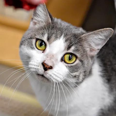 Cat Burglar, a Adoptable mixed breed in Eastford, CT image 2/3