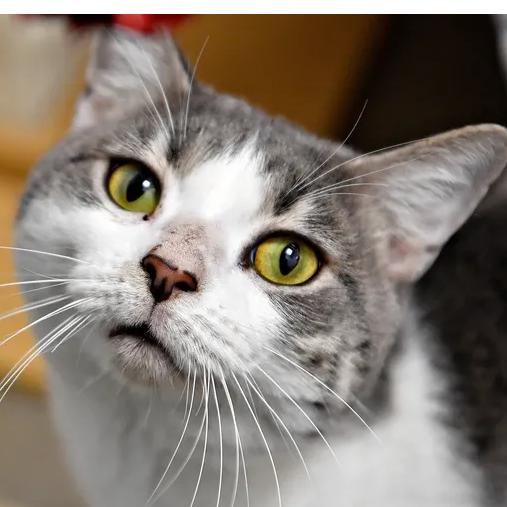 Cat Burglar, a Adoptable mixed breed in Eastford, CT image 3/3