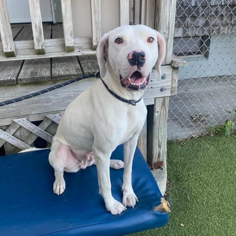 Perdita, ADOPTABLE, Young Female Coonhound.