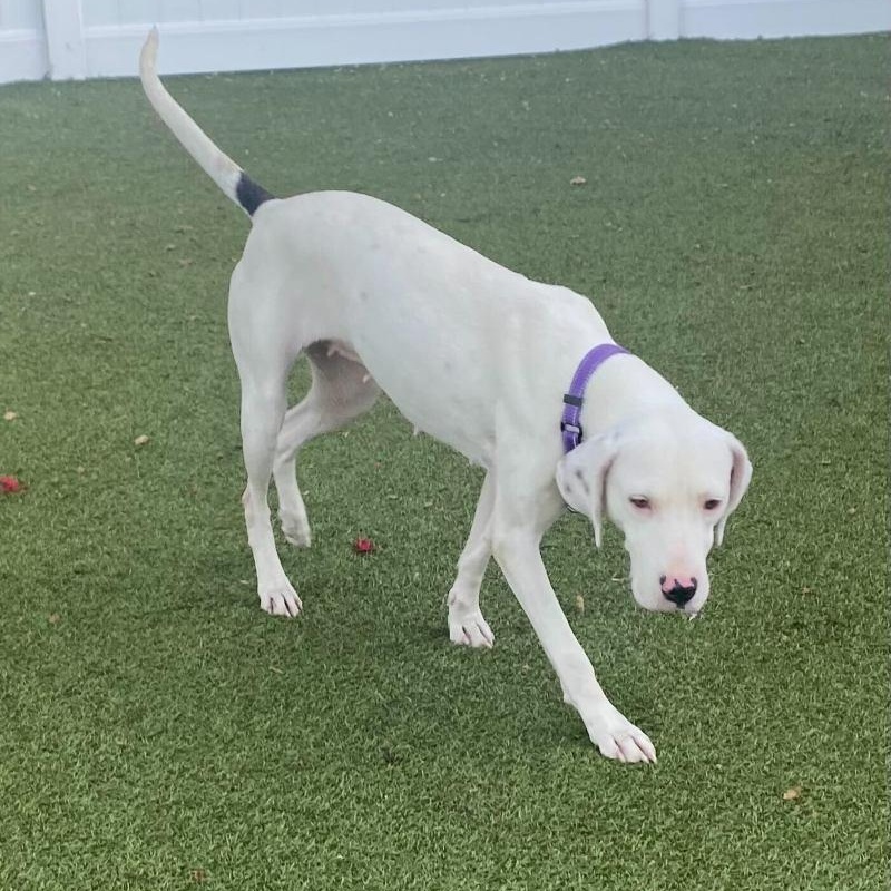 Perdita, a ADOPTABLE mixed breed in New Bedford, MA image 2/2
