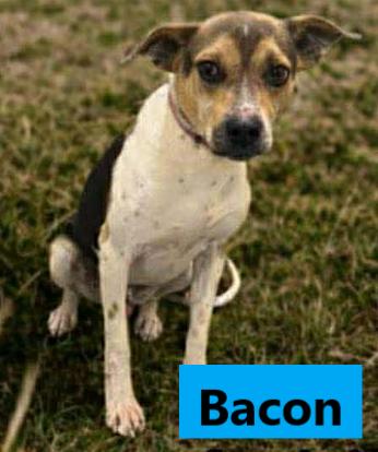 Enlarge Bacon, a Adoptable mixed breed in Lockport, NY image 1/1