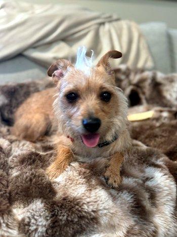 Enlarge Chichi, a ADOPTABLE mixed breed in Bedford Hills, NY image 3/6