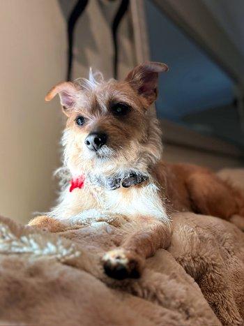 Enlarge Chichi, a ADOPTABLE mixed breed in Bedford Hills, NY image 6/6