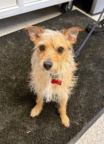 Enlarge Chichi, a ADOPTABLE mixed breed in Bedford Hills, NY image 4/6