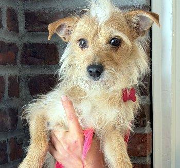 Chichi, ADOPTABLE, Young Female Terrier.