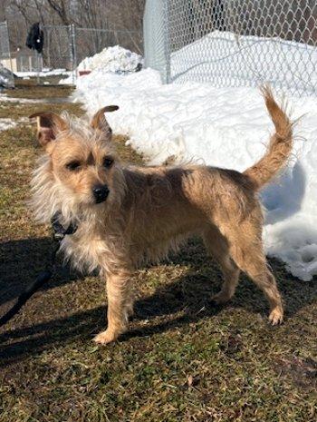 Enlarge Chichi, a ADOPTABLE mixed breed in Bedford Hills, NY image 5/6