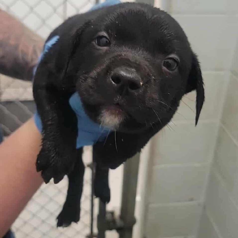 Ham, Adoptable, Puppy Male Mixed Breed.