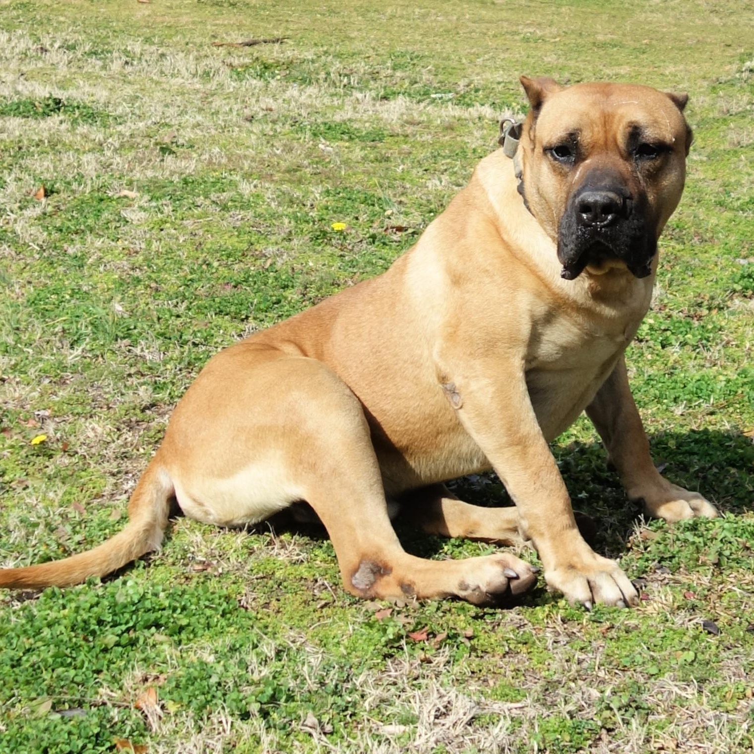 Timber, a Adoptable Presa Canario in Norwood, GA image 1/6