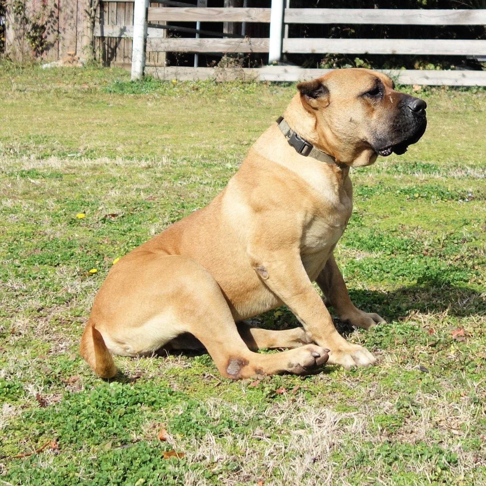 Timber, a Adoptable Presa Canario in Norwood, GA image 3/6
