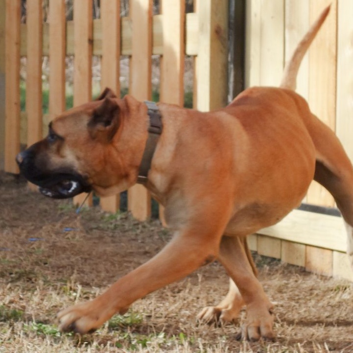 Timber, a Adoptable Presa Canario in Norwood, GA image 4/6