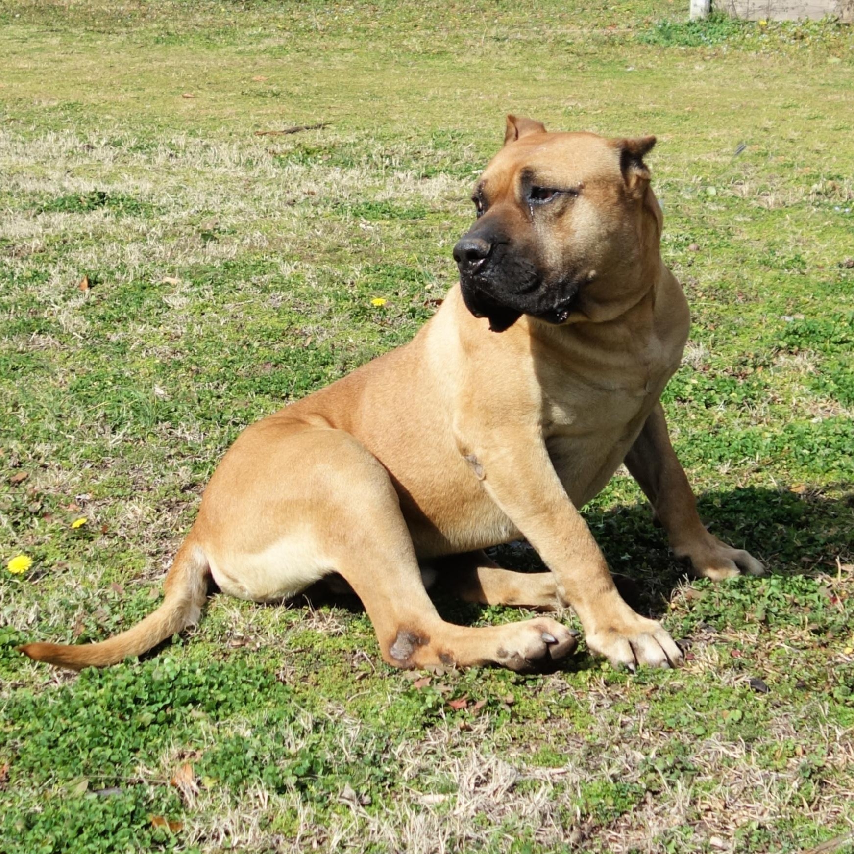 Timber, a Adoptable Presa Canario in Norwood, GA image 5/6