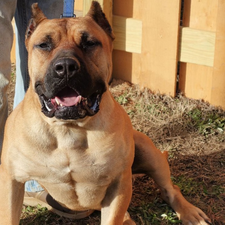 Timber, a Adoptable Presa Canario in Norwood, GA image 2/6