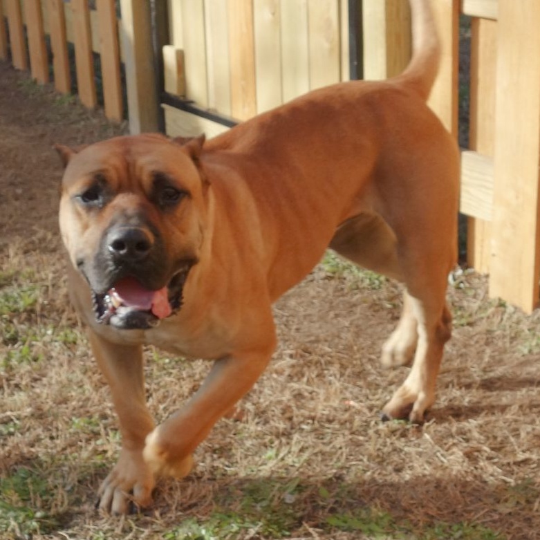 Timber, a Adoptable Presa Canario in Norwood, GA image 6/6