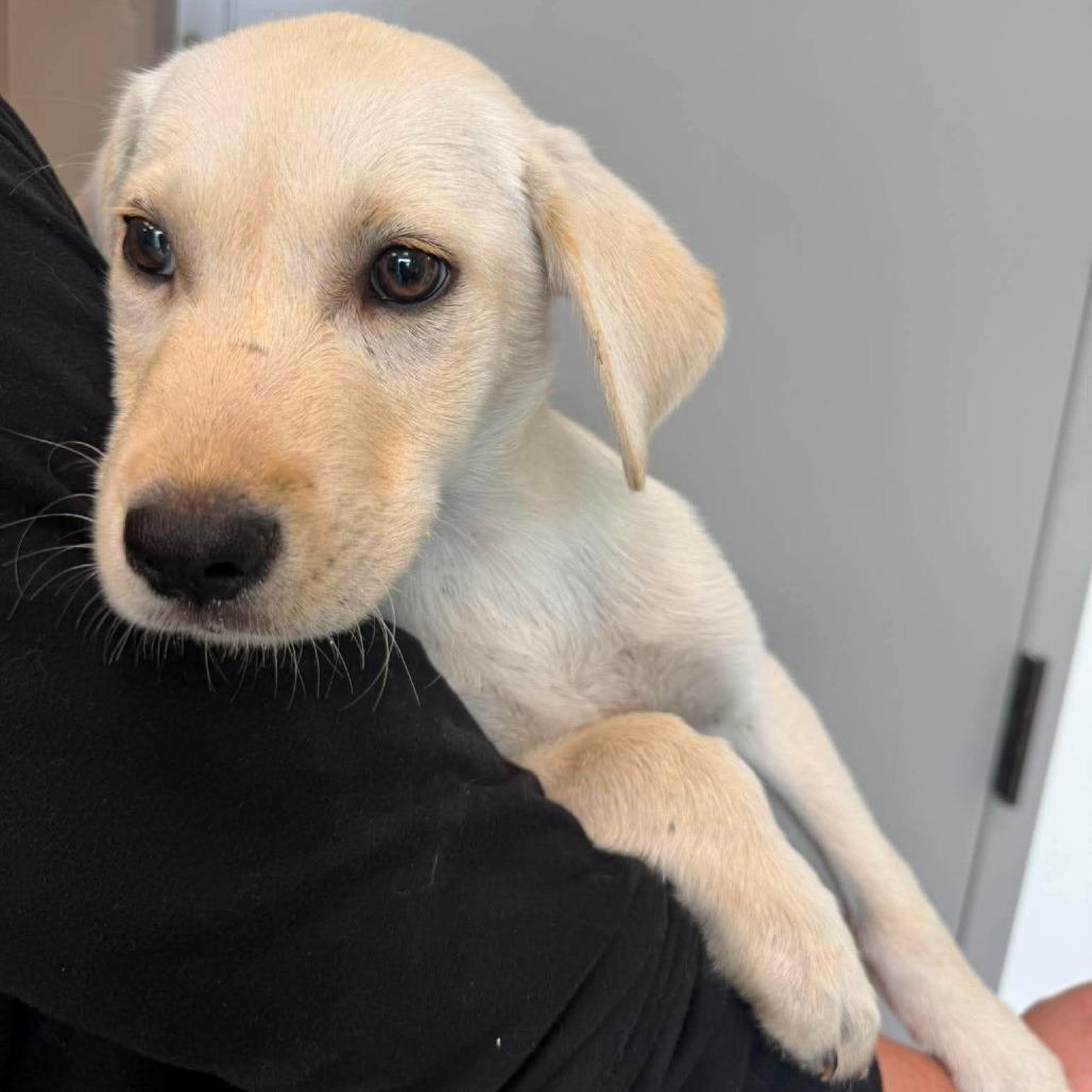 Honey Glaze, Adoptable, Puppy Female Mixed Breed.