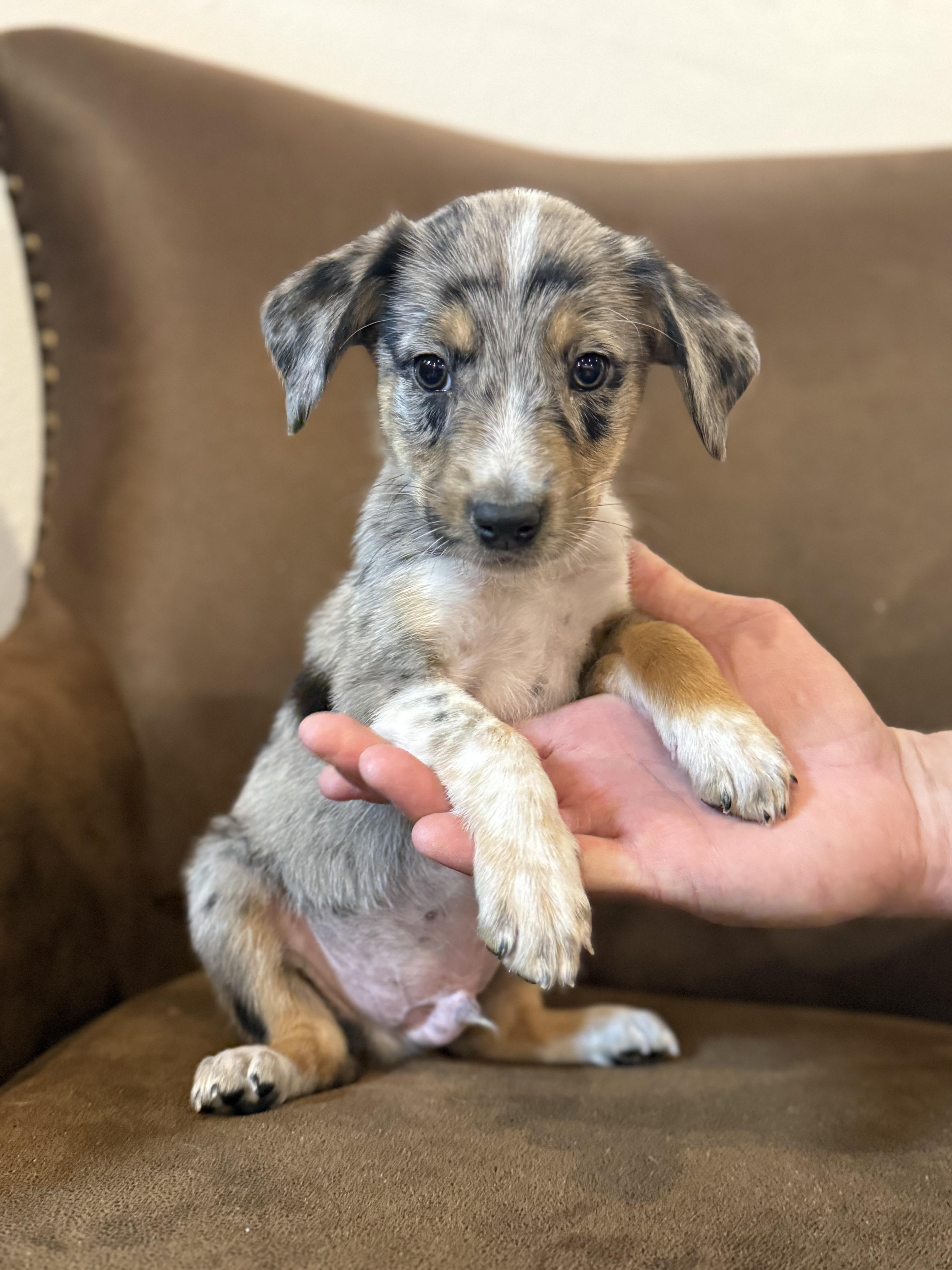 Cade, ADOPTABLE, Puppy Male Australian Shepherd & Spaniel.